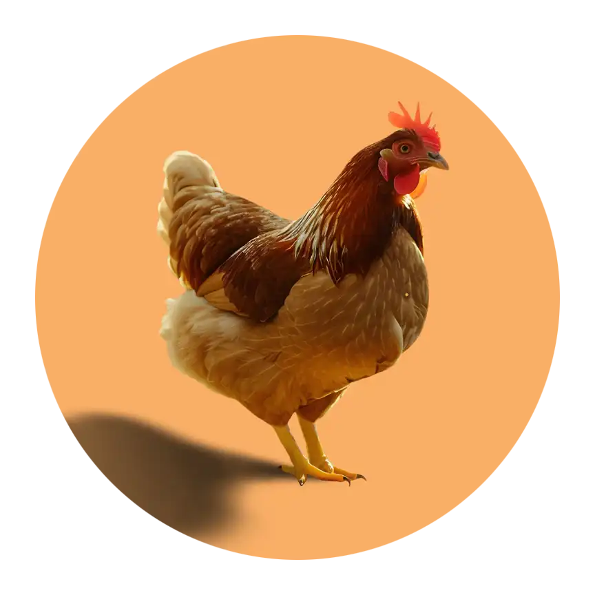 خوراک طیوری