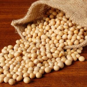 دانه سویا