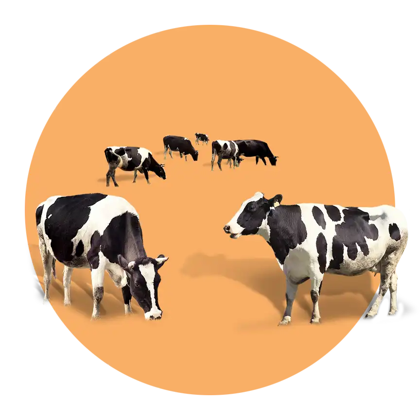 نهاده های دامی